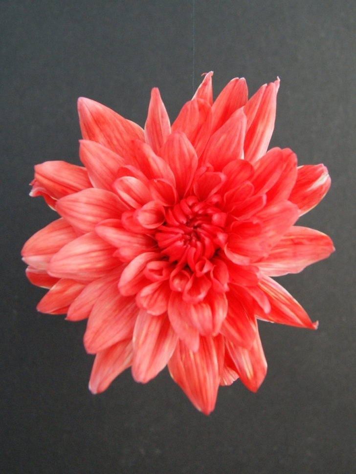 Краска для окрашивания живых цветов 300мл коралл 32 Краска для окрашивания живых цветов 300мл коралл 32