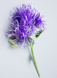 ИЦ Букет Шишки 30см 5 веток d8 АРЛЬ фиолетовый