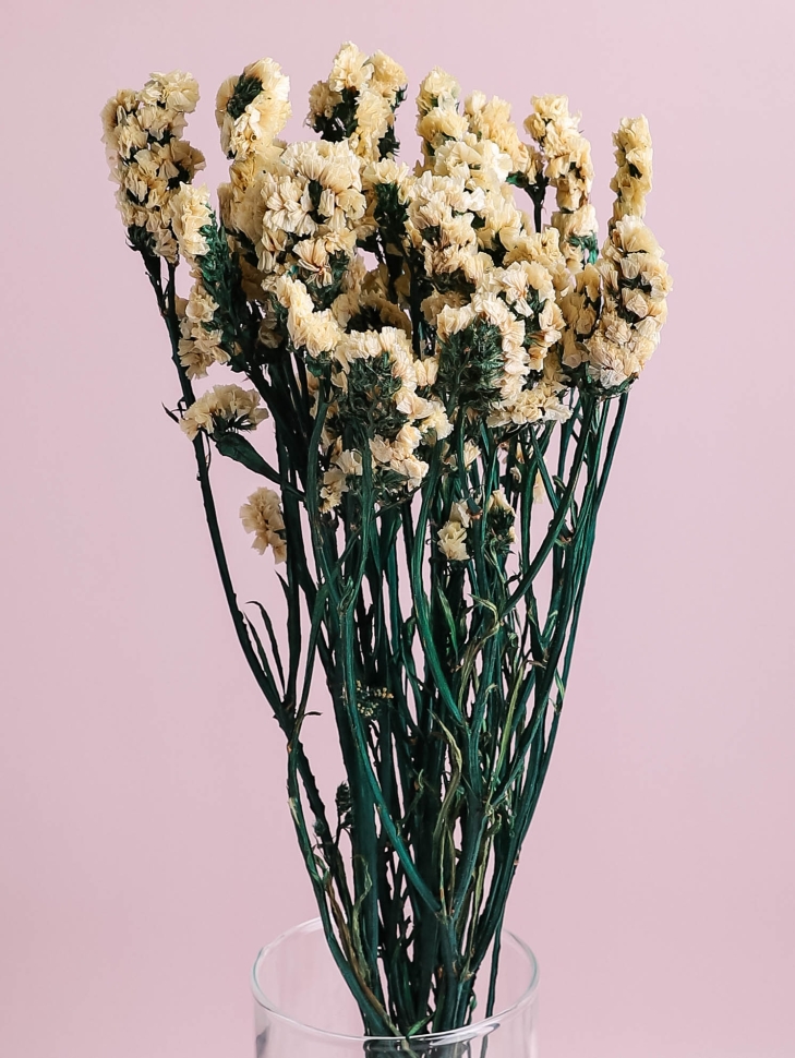 Статица белый Статица белый