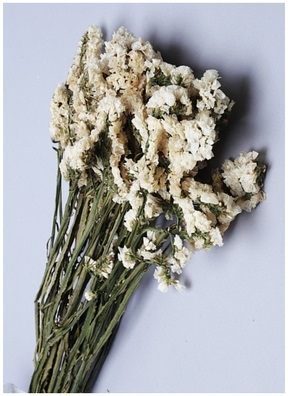 Статица белый Статица белый