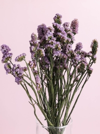 Статица сиреневый