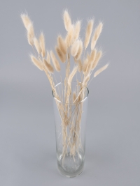 Лагурус цветной 30 голов белый снежный