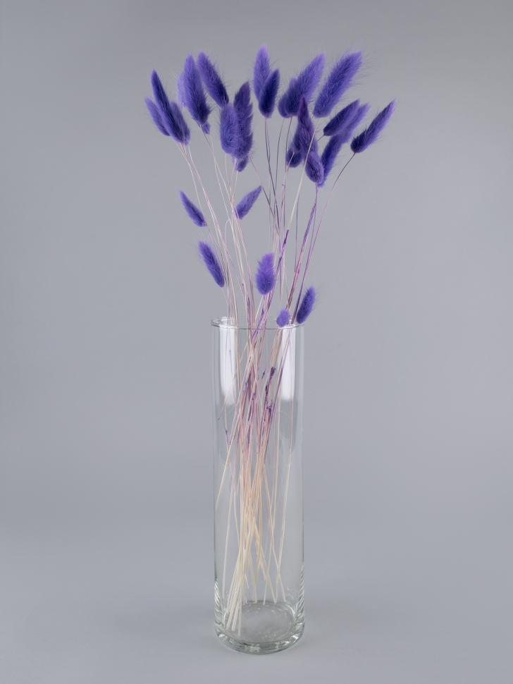 Лагурус цветной 30 голов сиреневый