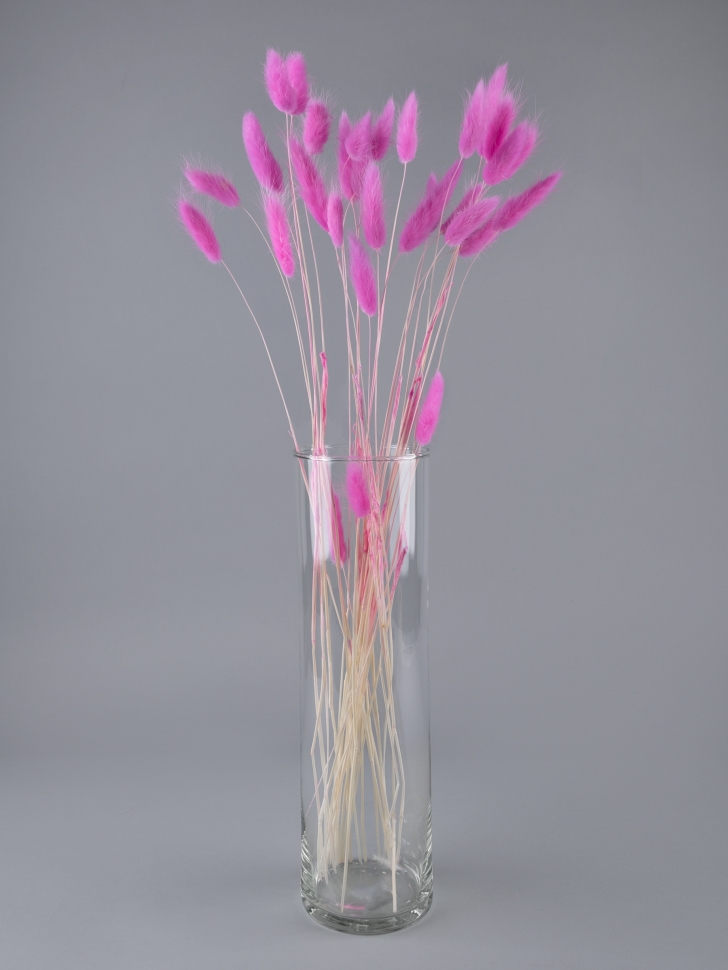 Лагурус цветной 30 голов фуксия