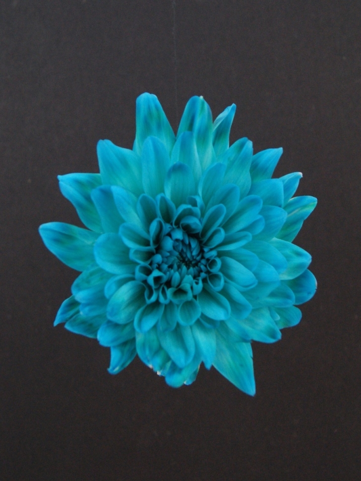 Краска для окрашивания живых цветов 300мл аква 07 Краска для окрашивания живых цветов 300мл аква 07