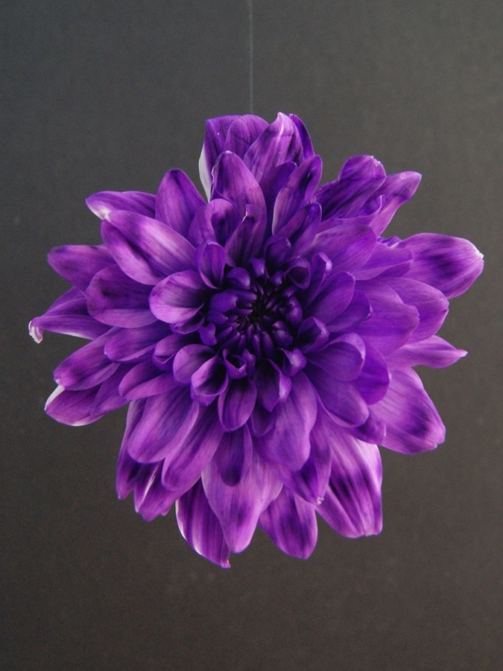 Краска для окрашивания живых цветов 300мл бриллиантовый фиолет 22