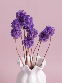 ИЦ Скабиоза 10шт сиреневый светлый