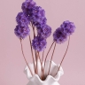 ИЦ Скабиоза 10шт сиреневый светлый