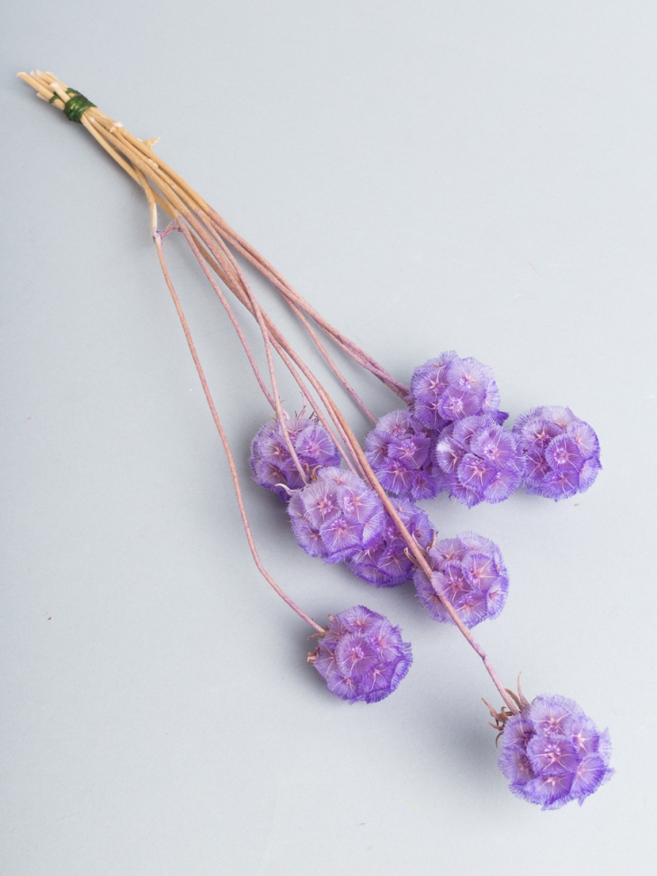 ИЦ Скабиоза 10шт сиреневый светлый