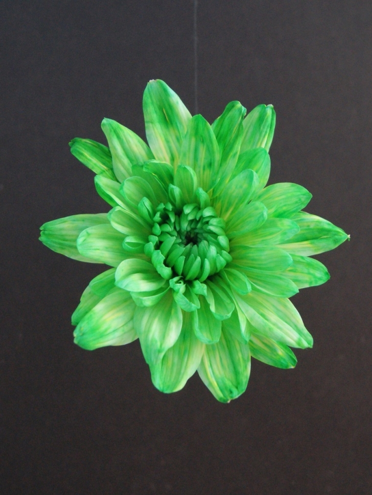 Краска для окрашивания живых цветов 300мл зеленый 19