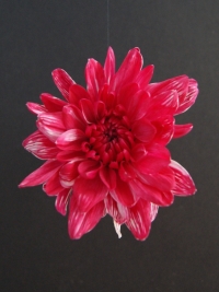 Краска для окрашивания живых цветов 300мл красный темный 18