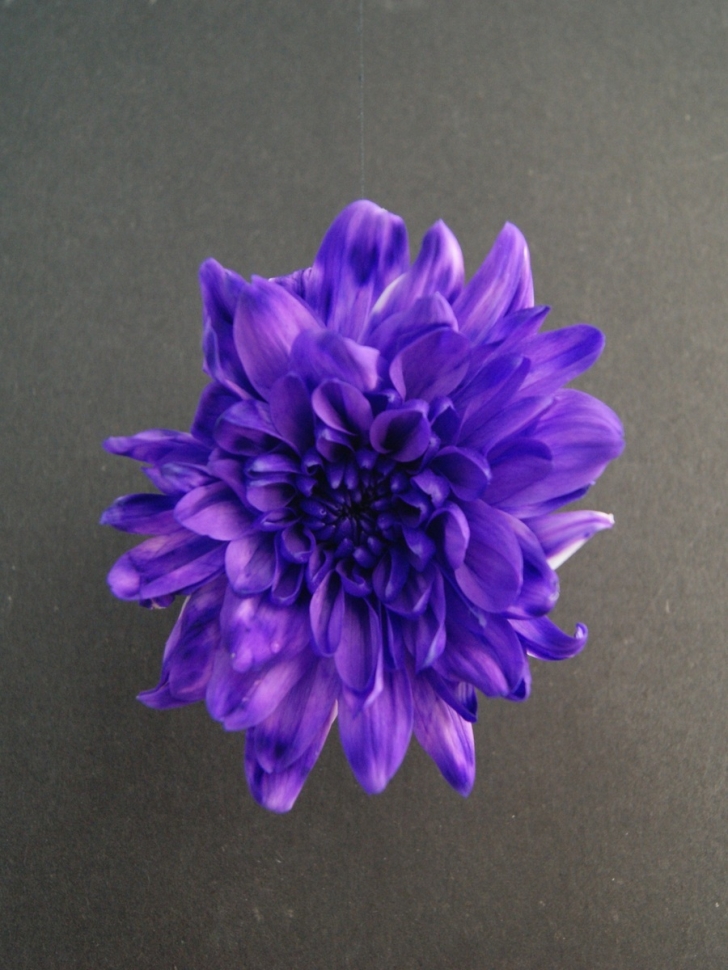 Краска для окрашивания живых цветов 300мл лаванда 35