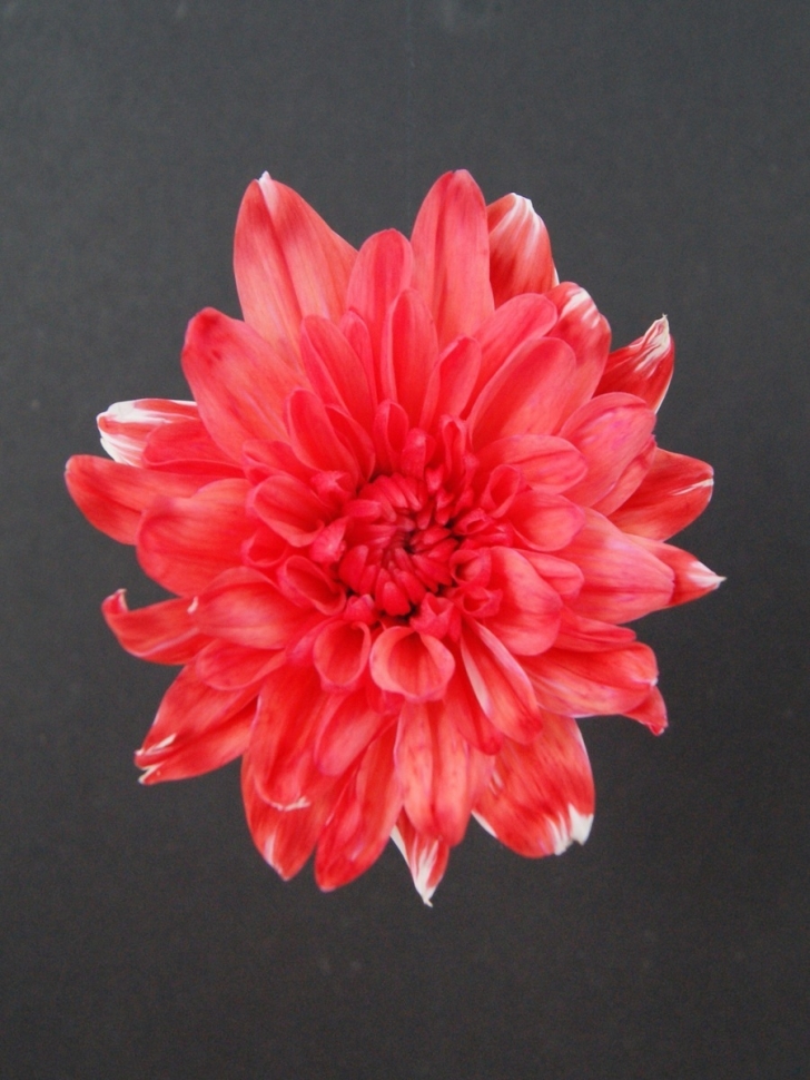 Краска для окрашивания живых цветов 300мл персиковый 03 Краска для окрашивания живых цветов 300мл персиковый 03