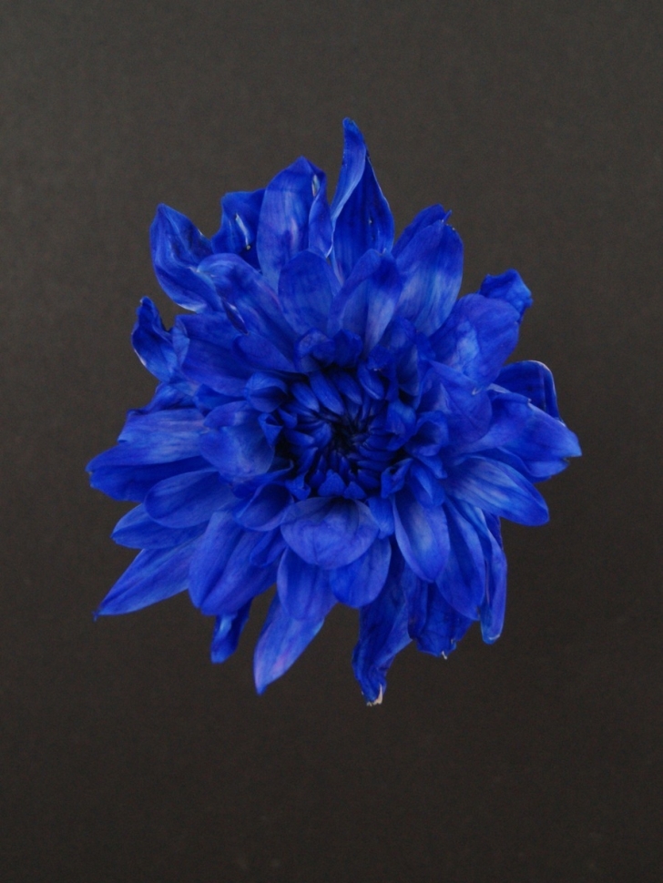 Краска для окрашивания живых цветов 300мл синий 04 Краска для окрашивания живых цветов 300мл синий 04