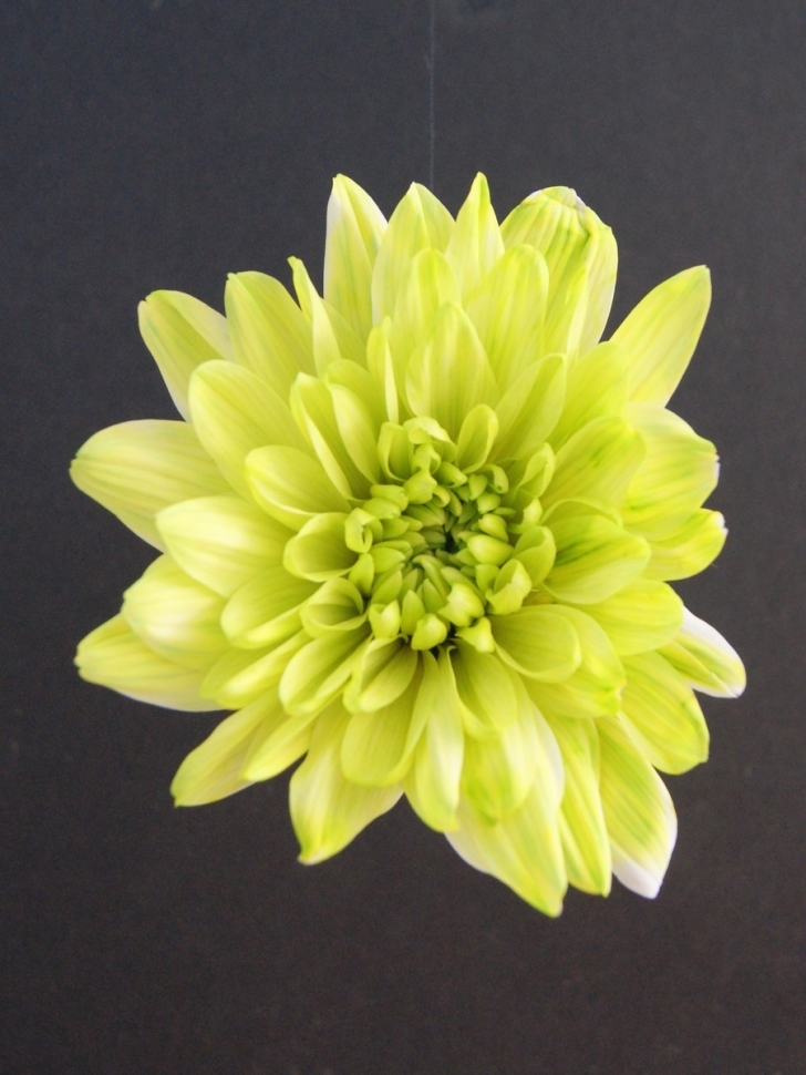 Краска для окрашивания живых цветов 300мл фисташковый 20 Краска для окрашивания живых цветов 300мл фисташковый 20