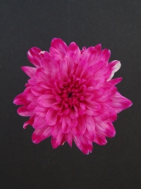 Краска для окрашивания живых цветов 300мл фуксия 10