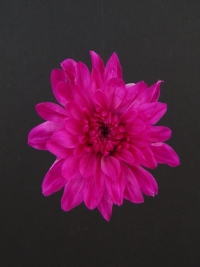 Краска для окрашивания живых цветов 300мл розовый яркий 09