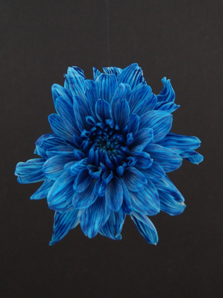 Краска для окрашивания живых цветов 300мл синий темный 08 Краска для окрашивания живых цветов 300мл синий темный 08