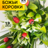 Липучка Божья коровка 24шт. Biedronka 3 (1,9см)