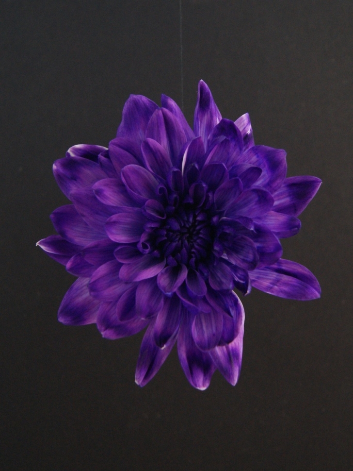 Краска для окрашивания живых цветов 1л черничная 14 Краска для окрашивания живых цветов 1л черничная 14