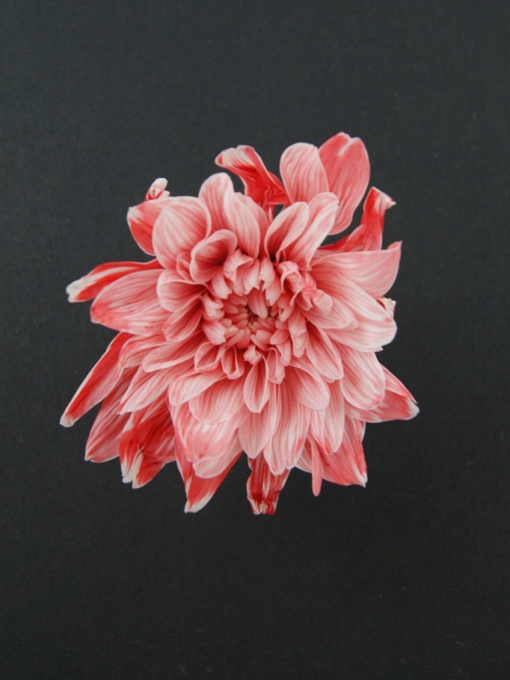 Краска для окрашивания живых цветов 300мл вишневый 05 Краска для окрашивания живых цветов 300мл вишневый 05