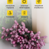 Тычинки для искусственных цветов К 12шт. фиолетовый светлый Тычинки для искусственных цветов К 12шт. фиолетовый светлый