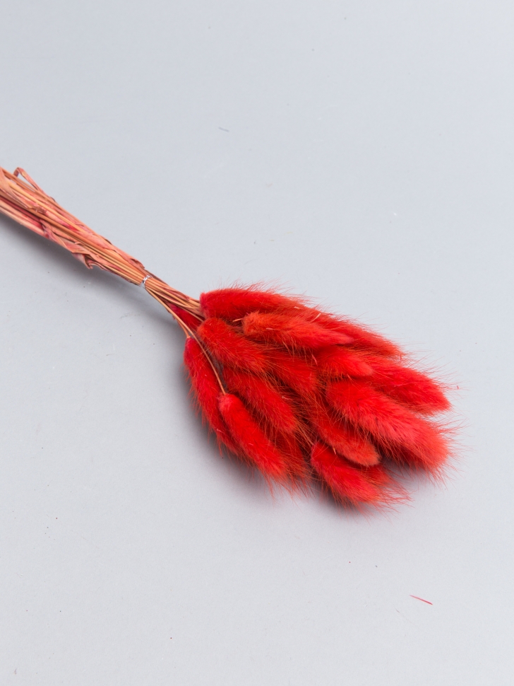 Лагурус цветной 30 голов 2104142 красный Лагурус цветной 30 голов 2104142 красный