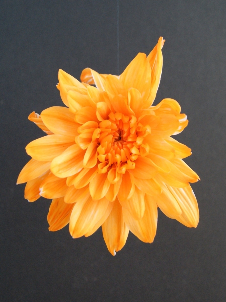 Краска для окрашивания живых цветов 1л оранжевая 28 Краска для окрашивания живых цветов 1л оранжевая 28