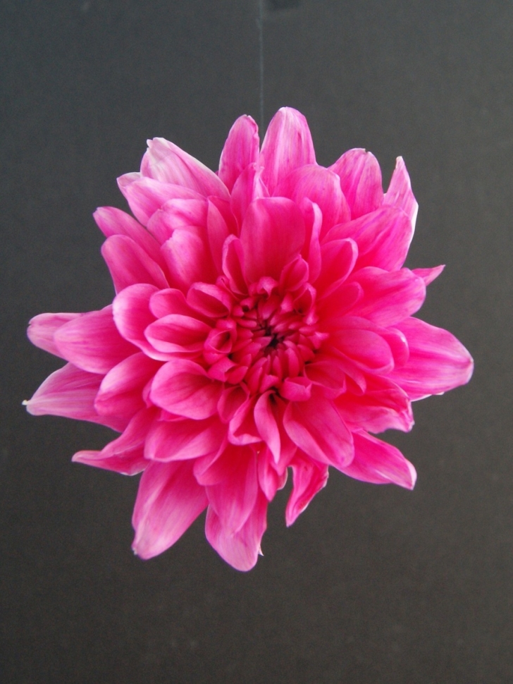 Краска для окрашивания живых цветов 1л рождественская красная 23