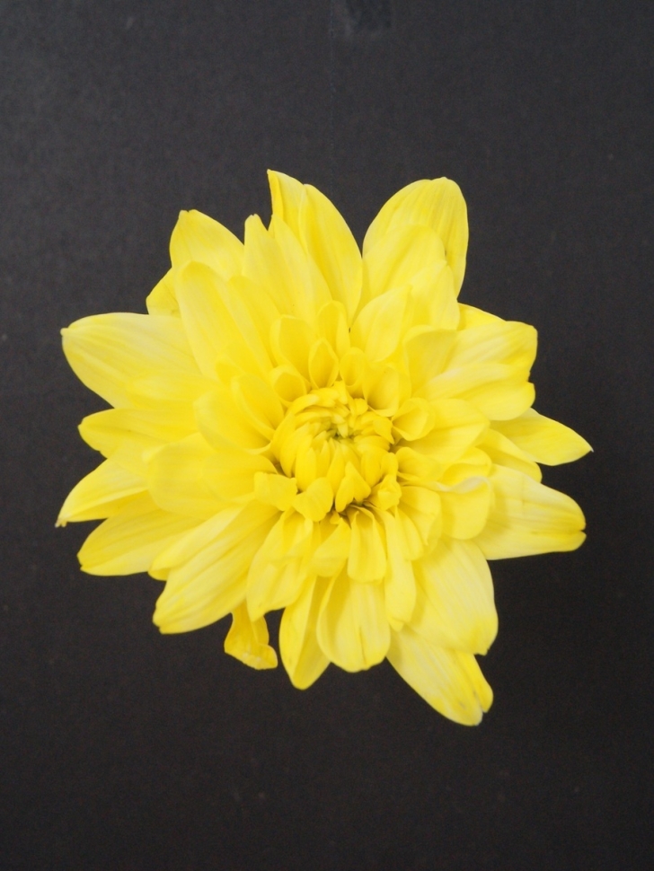 Краска для окрашивания живых цветов 1л желтая 02 Краска для окрашивания живых цветов 1л желтая 02