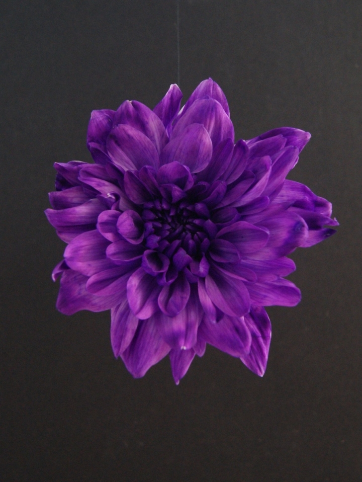 Краска для окрашивания живых цветов 1л ярко-фиолетовая 17 Краска для окрашивания живых цветов 1л ярко-фиолетовая 17